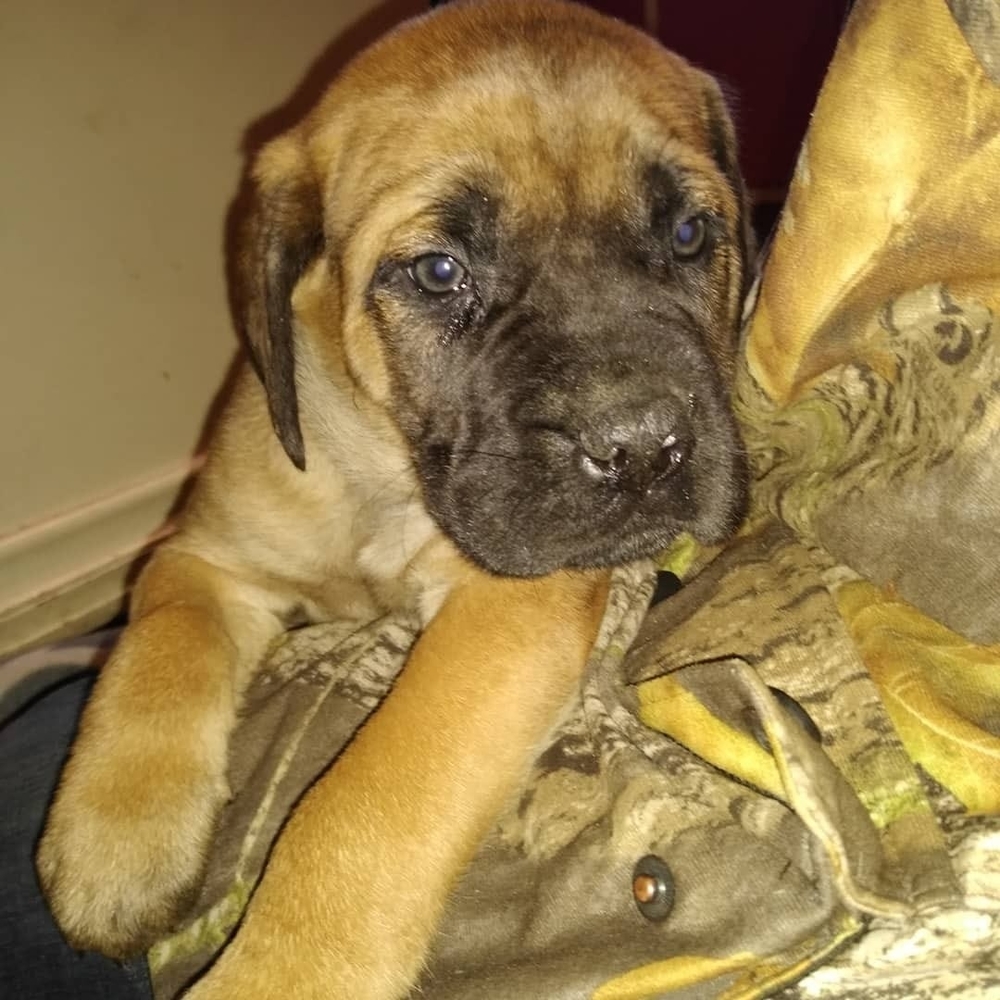 Meet your Posher, Darla